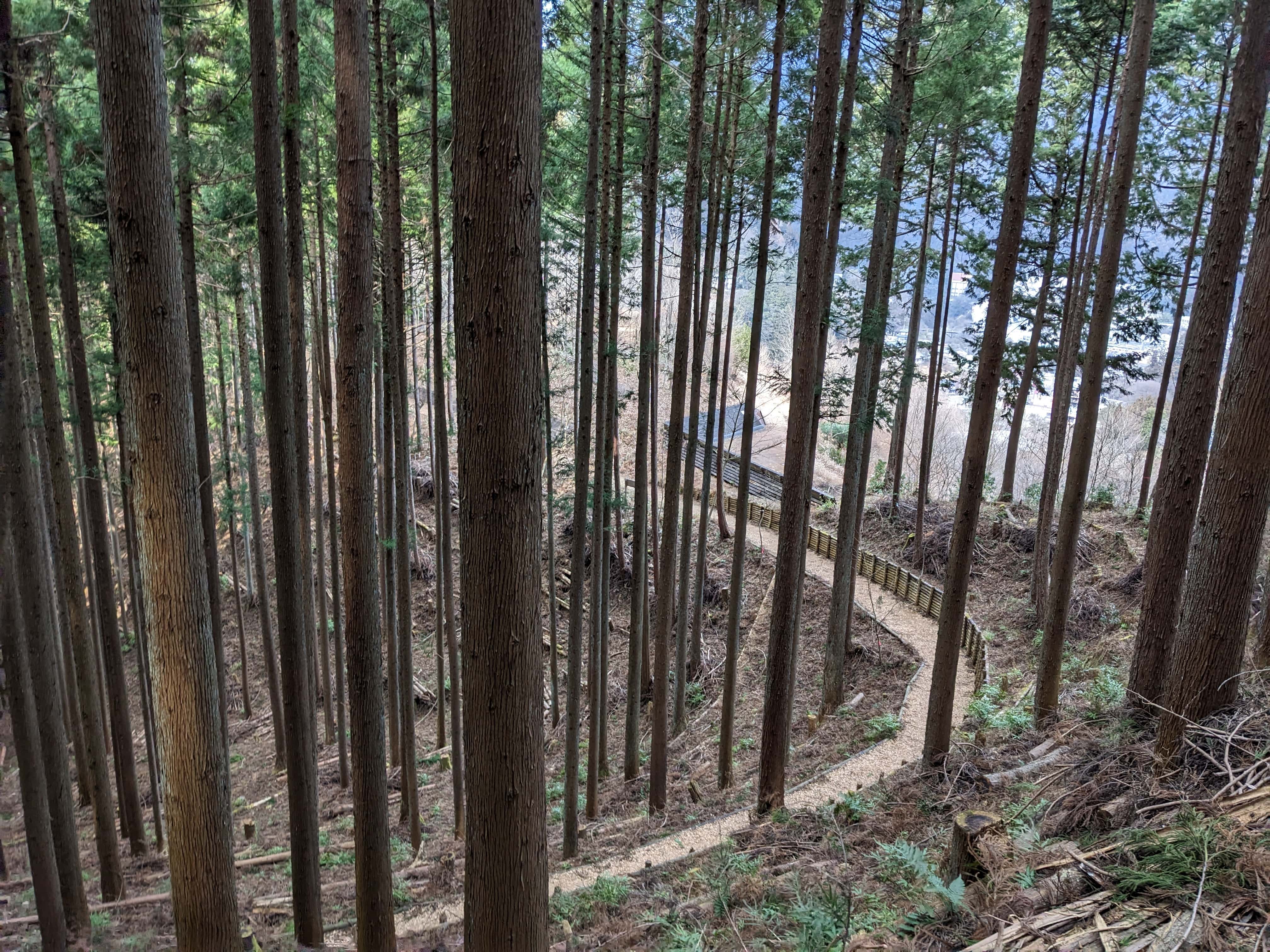 a winding mountain path between tall trees