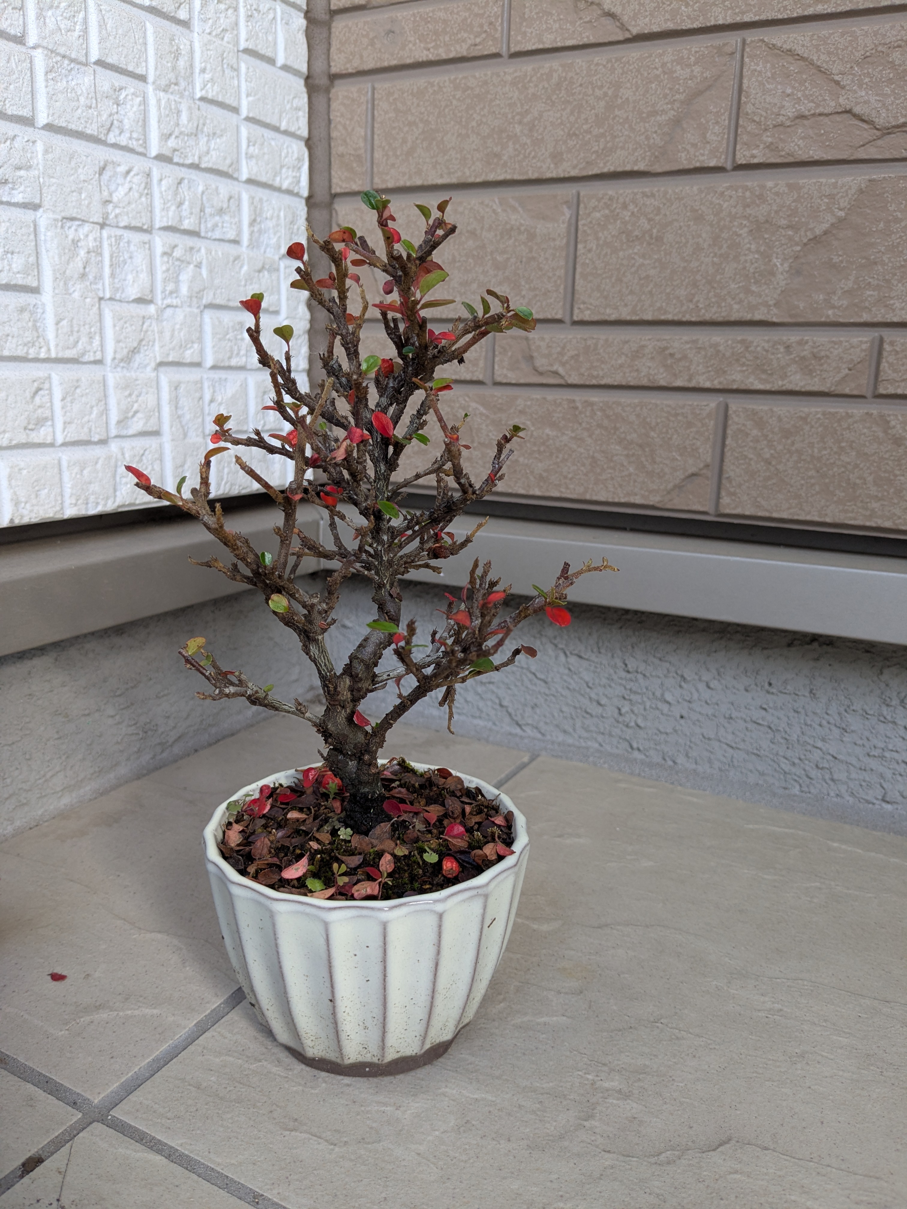 a tiny bonsai with red leaves)